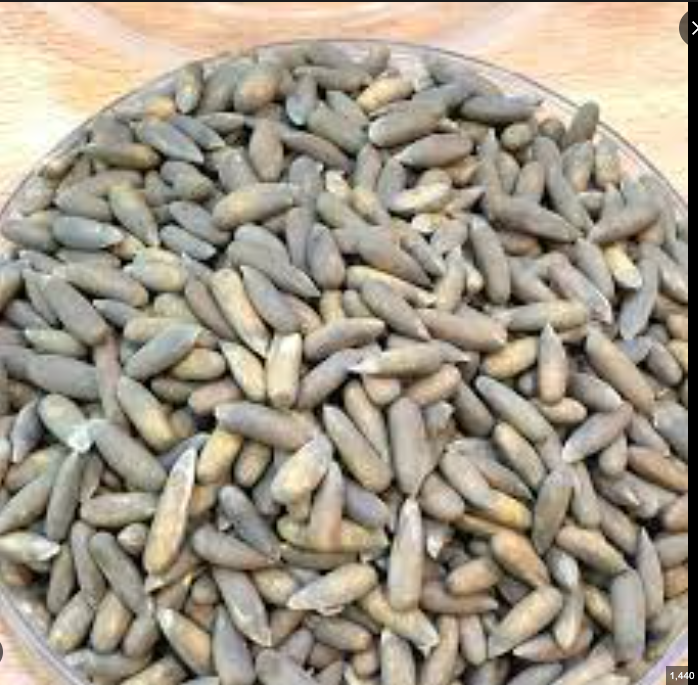 Pine Nuts (Chalgoza) – Fresh & Naturally Sweet