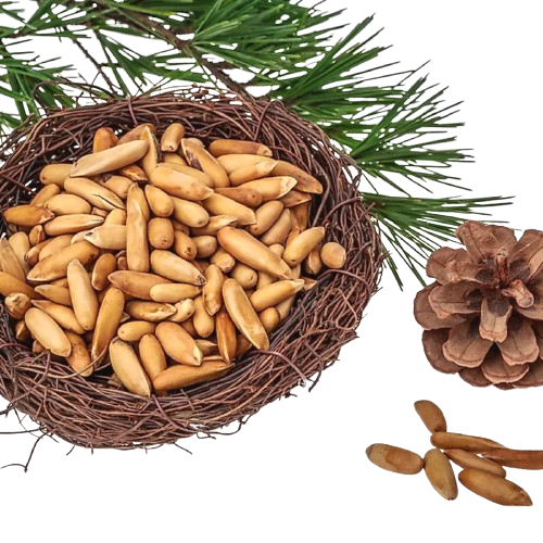 Pine Nuts (Chalgooza) From Bannu Premium Fresh Quality